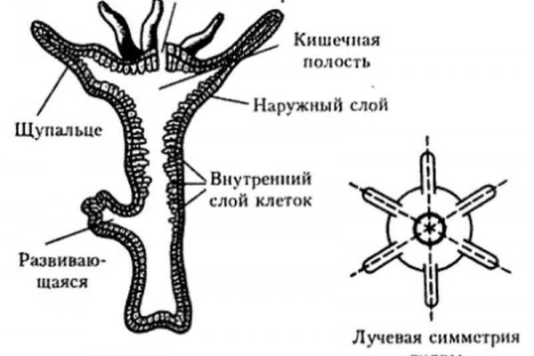 Кракен не работает сайт